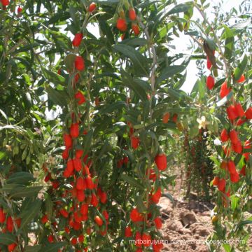 ningxia wholesale goji fruit